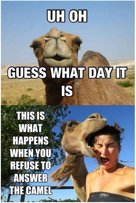 Hump Day Camel Meme Pictures, Photos, and Images for Facebook, Tumblr ...