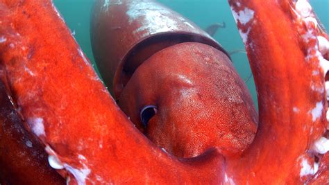 Watch: Rare giant squid caught on camera in Japanese bay