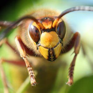 Top 10 entomology facts | globalquiz.org