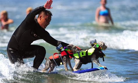 Images Archival Store: Annual Dog Surfing Competition