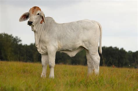 Registered Brahman Cattle for Sale