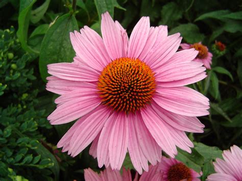 Aster family (Asteraceae) - The HUDSON RIVER PARK Companion