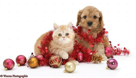 Cat And Dog Christmas Wallpapers - Wallpaper Cave