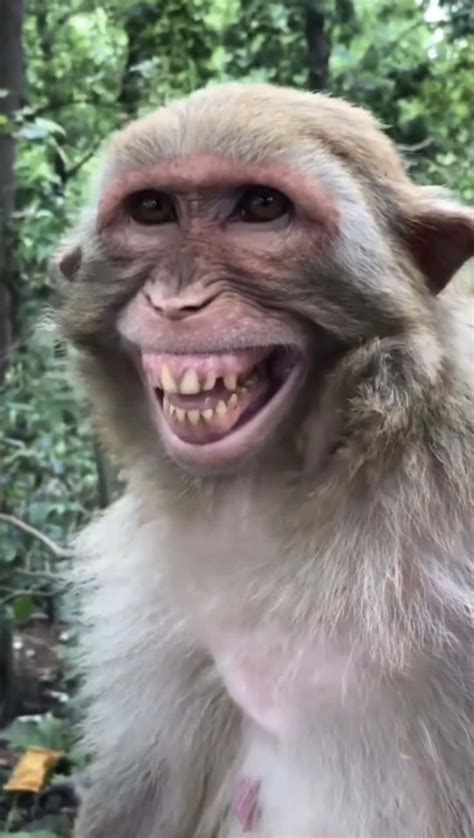 Funny Smiling Monkeys