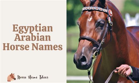 250 Egyptian Arabian Horse Names (With Meanings) - HorseNameIdeas.com