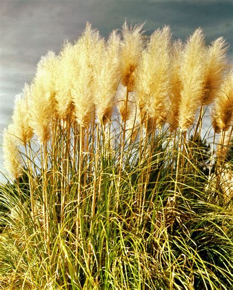 Pampas grass | Drought-tolerant, Ornamental, Invasive | Britannica