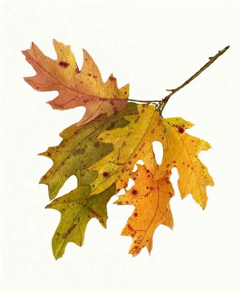 Autumn Oak Leaves Watecolor - Deborah League Fine Art - Paintings & Prints, Flowers, Plants ...