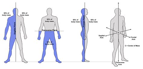 Sagittal Plane Movements