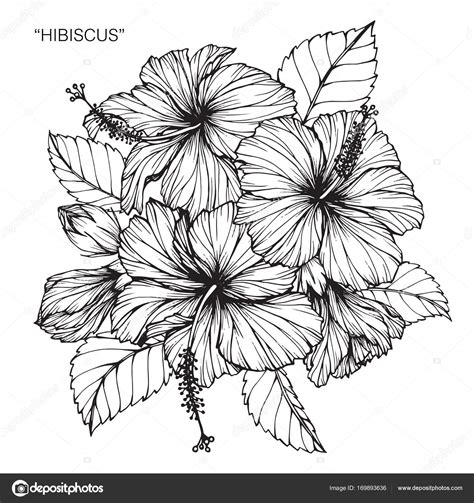 Hibiscus Flower Drawing Sketch Black White Line Art Stock Vector Image by ©suwi19 #169893636