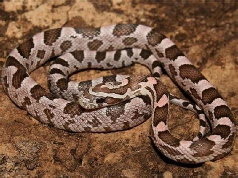 10 Beautiful Corn Snake Morphs - Reptile World Facts