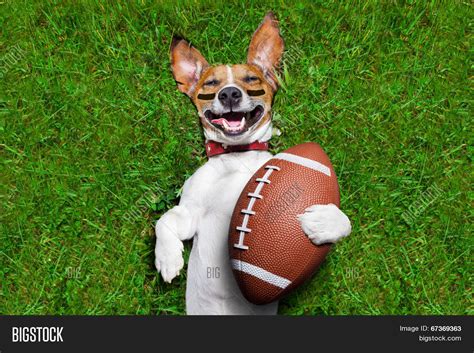 American Football Dog Image & Photo (Free Trial) | Bigstock