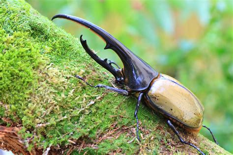 Amаzіпɡ Amazonian Insects: A few unexplained mуѕteгіeѕ of nature