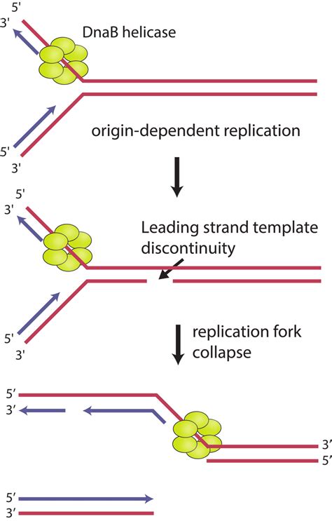 Replication fork encounters with leading strand template... | Download ...