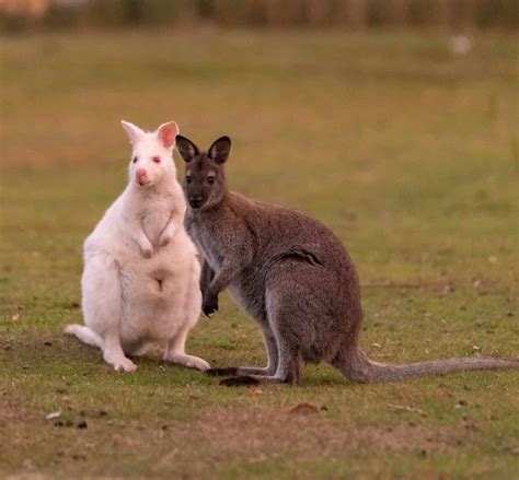 Leucistic vs Albino: What's the Difference and Why Does it Matter? - A ...