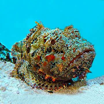 Stone Fish | Stonefish - Facts, Sting, Poison, Venom, Diet, Habitat