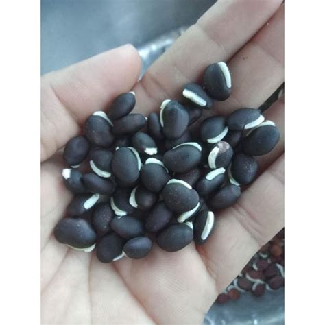 Bataw Green / Bataw Purple Seeds for planting (Hyacinth Bean) 10pcs | Shopee Philippines