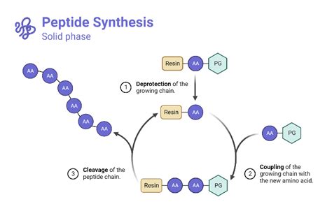 Peptide Synthesis | BioRender Science Templates