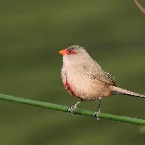 Common waxbill - Facts, Diet, Habitat & Pictures on Animalia.bio