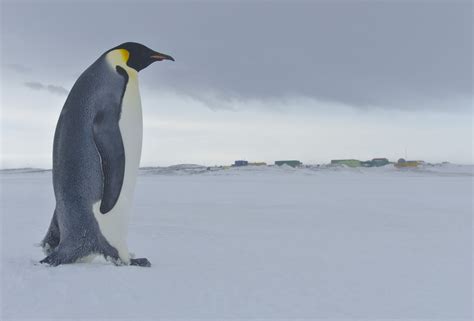 Emperor Penguin Pictures