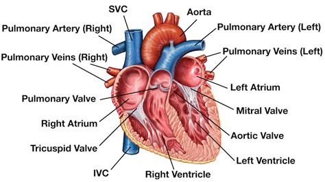 Heart Anatomy: Labeled Diagram, Structures, Blood Flow, Function of Cardiac System — EZmed