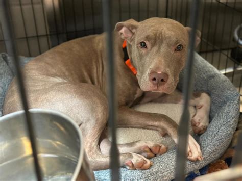 Animal shelters are overwhelmed by abandoned dogs. Here's why.