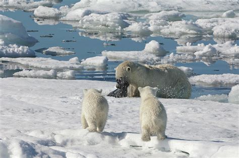 Polar Bear Hunting A Seal by Gabrielle Therin-weise