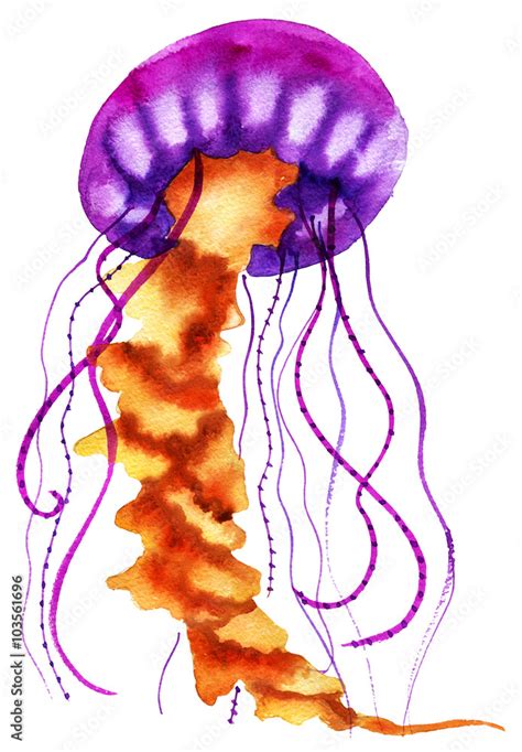 Watercolor painting jellyfish. Medusa Illustration isolated on white ...