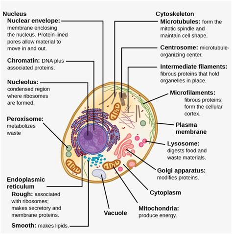 This Illustration Shows A Typical Eukaryotic Animal - Structure Of A ...