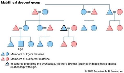 Intro to Anthropology Test 3.3 KINSHIP Diagram | Quizlet