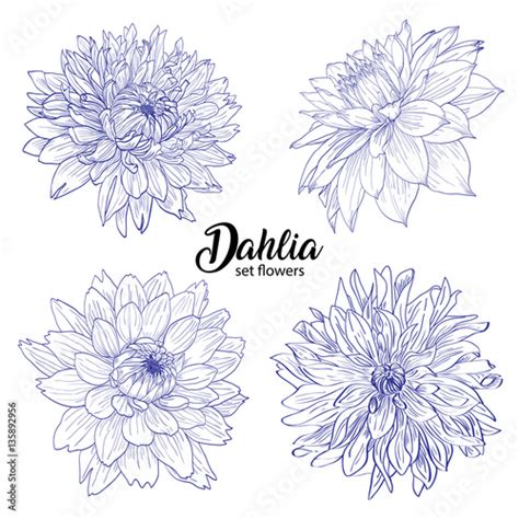 Pencil sketch hand drawn set Dahlia flowers. Sketching vector flowers illustration isolated on ...