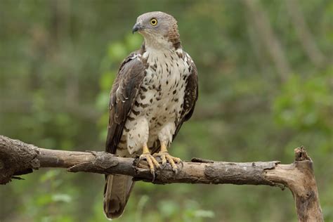 12 Different British Birds Of Prey (Common & Rare) | UpGardener™