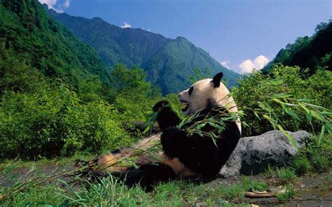 Sichuan Giant Panda Sanctuaries | Traveling Tour Guide