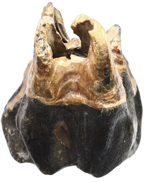 Mastodon tooth (juvenile), approx. 10,000 to 3 million years old, rare. - Daniel Frank Sedwick, LLC