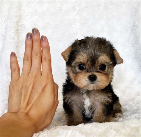 Teacup Yorkie Puppy For sale Lilly! - iHeartTeacups