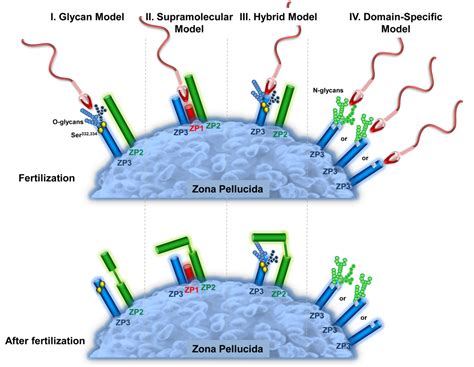 More Than a Simple Lock and Key Mechanism: Unraveling the Intricacies of Sperm-Zona Pellucida ...