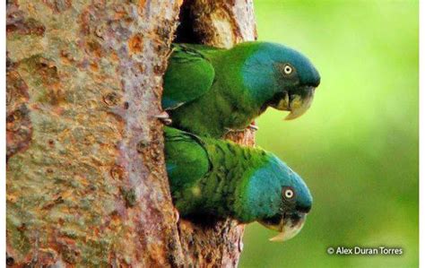 Blue headed macaw - Alchetron, The Free Social Encyclopedia