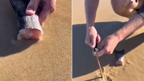 Beachgoer lures out huge worm from sand using fish | Trending - Hindustan Times