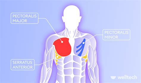 Best Inner Chest Exercises For Powerful Pecs