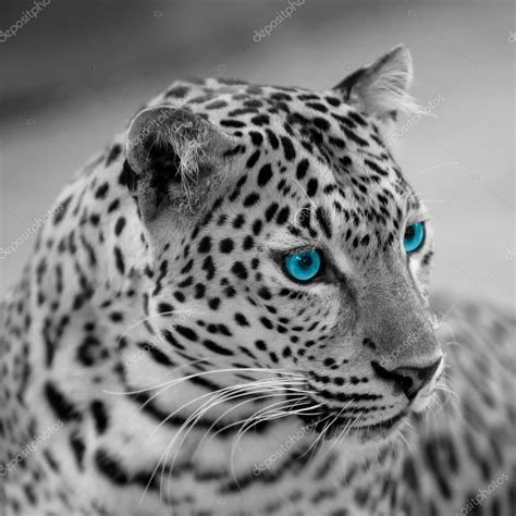 White Jaguar Animal