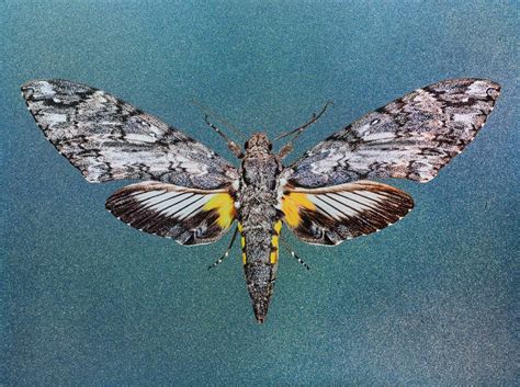 Giant Sphinx Hawk-Moth - Insect Painting - Forgotten Beauties - Sphingidae - Cocytius antaeus ...