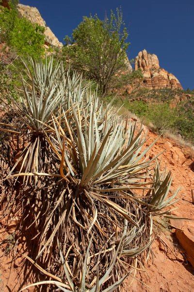 Yucca Root Health Benefits - Woman