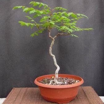 Koelreuteria Paniculata - Golden Rain Tree Bonsai & Bonsai EBook - 5 Seed Pack | Online Seed Store