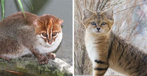 Endangered Wild Cats