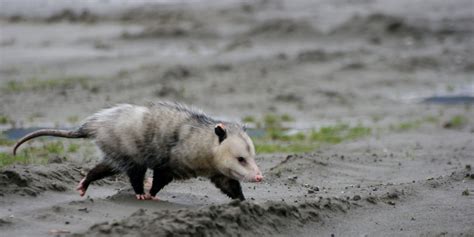 Everything you need to know about day-to-day opossum care