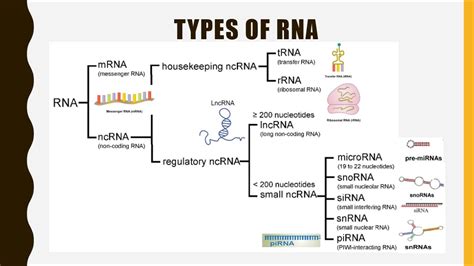 Mrna Structure And Function