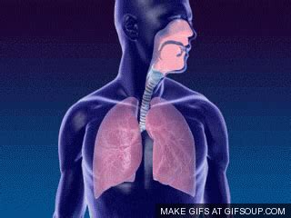 Respiratory GIFs - Get the best GIF on GIPHY