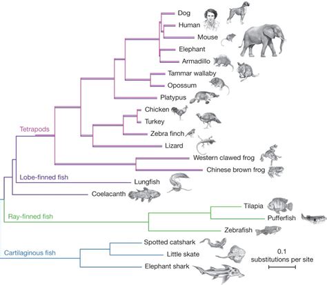 Cladogram Evolution Of Mammals - Pets Lovers