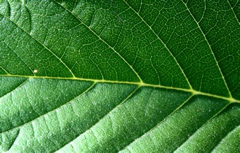 Leaf Texture – Photos Public Domain