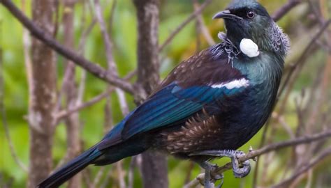 Coronavirus: How lockdown is letting New Zealand's native birds ...