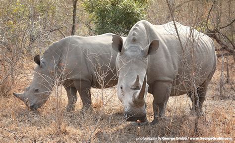 AWF Opposes Proposed Legal Rhino Horn Trade | African Wildlife Foundation